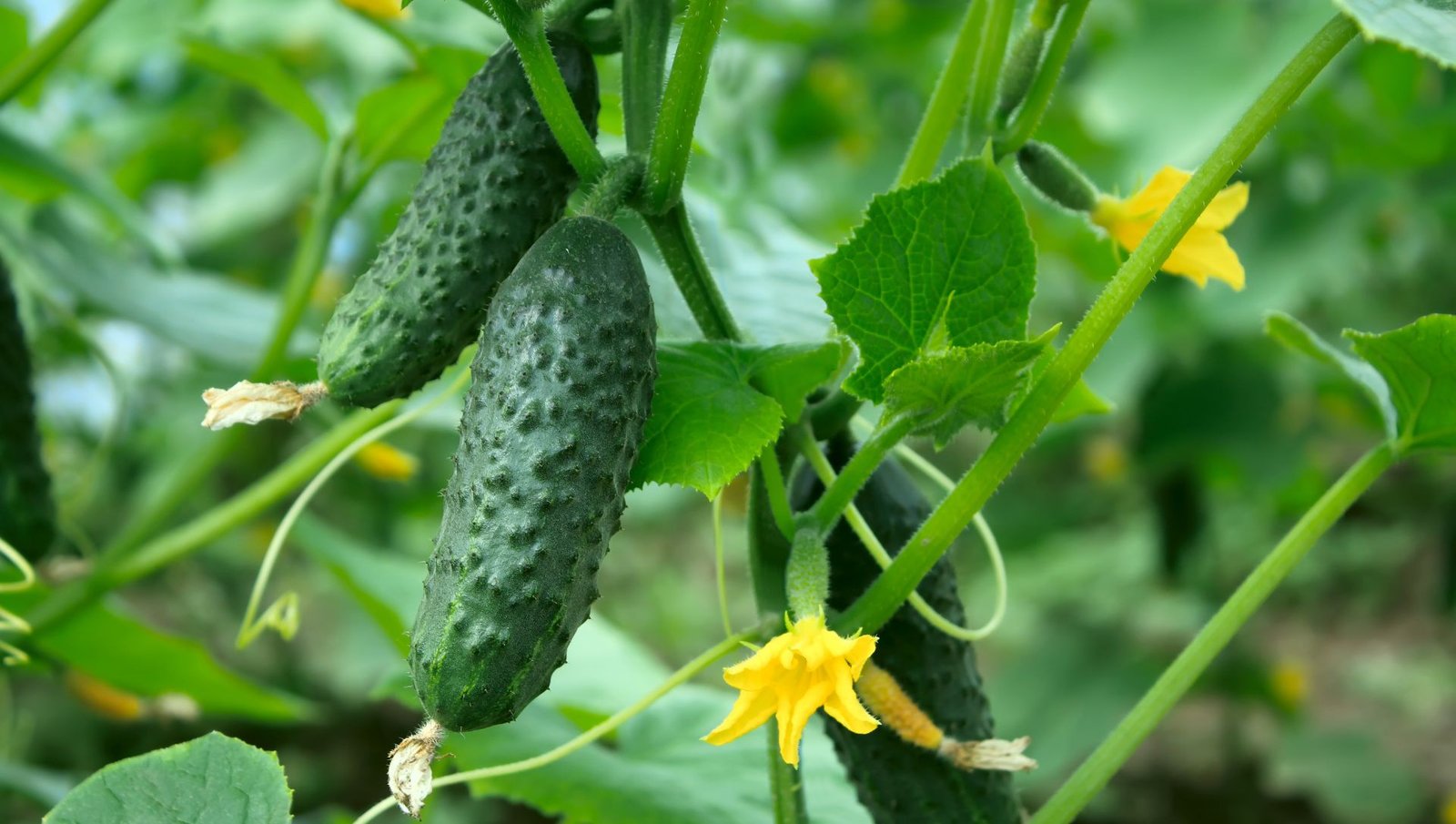 Drenagem Linfática Premium